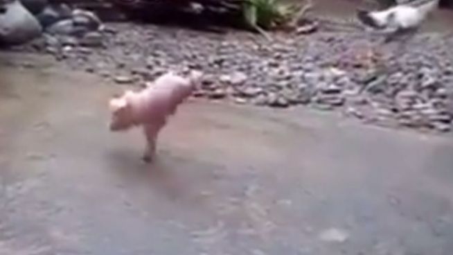 Armes Tier: Schweinchen fehlen die Hinterbeine