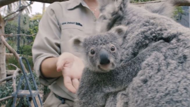 Putziges Beuteltier: Baby-Koala kommt zur Untersuchung