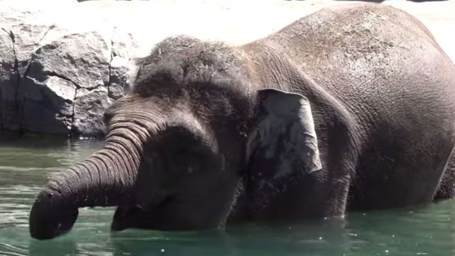 Tiere im Plansch-Rausch: Elefant und Eisbär außer sich