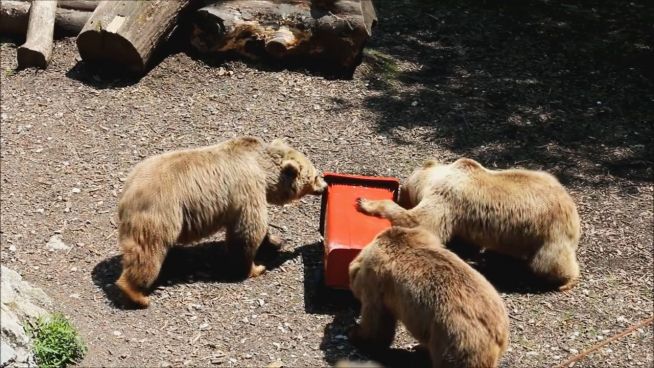 Für die Tonne: Bären knacken verriegelten Mülleimer