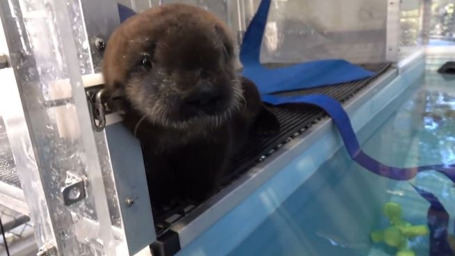 Flaschenkind '805': Otter-Baby im Oregon Zoo
