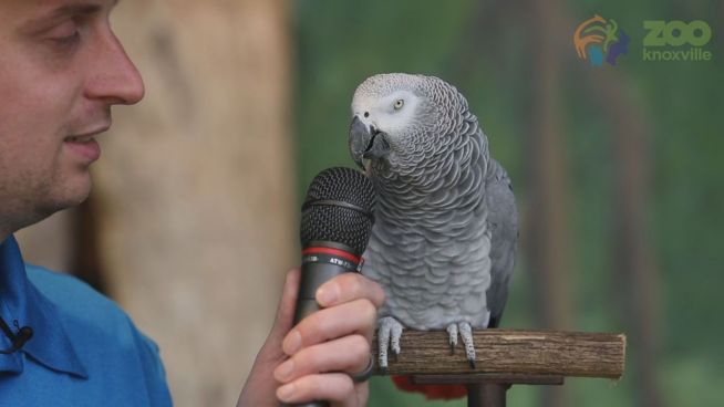 Zum 30. Geburtstag: Papagei gibt exklusives Interview