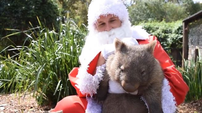 Weihnachtsmann in Gefahr: Santas Geschenke im Zoo