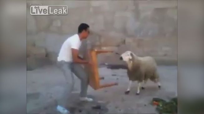 Torero gegen Dickschädel: Ziege zerlegt Holztisch