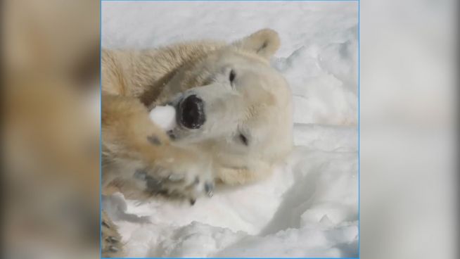 Eis zum Kuscheln? Polarbären schmusen mit Schnee