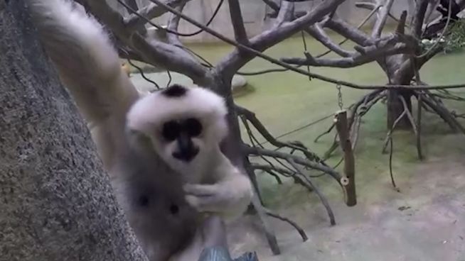 Vorwitzig: Süße Gibbon-Affen ganz, ganz nah