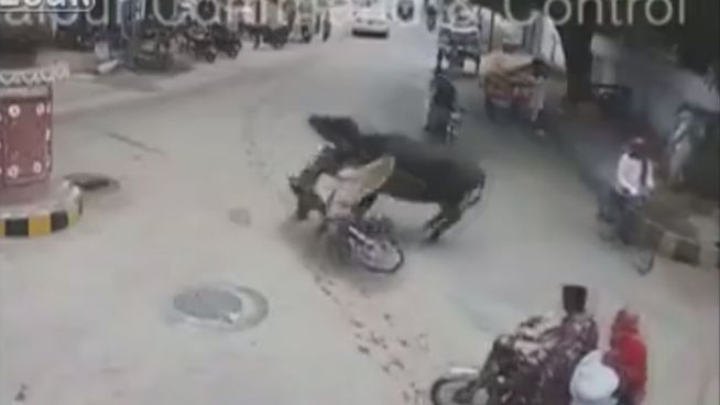 Pakistan: Bulle rammt Mann vom Moped