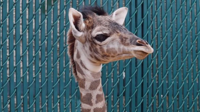 Frisch geboren: Süßes Giraffenbaby im Zoo