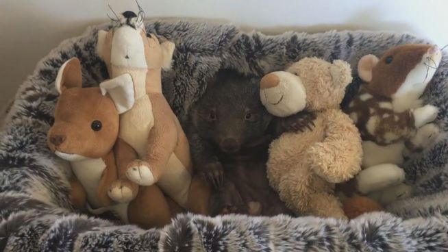 Mega süß: Wombat George wächst und gedeiht