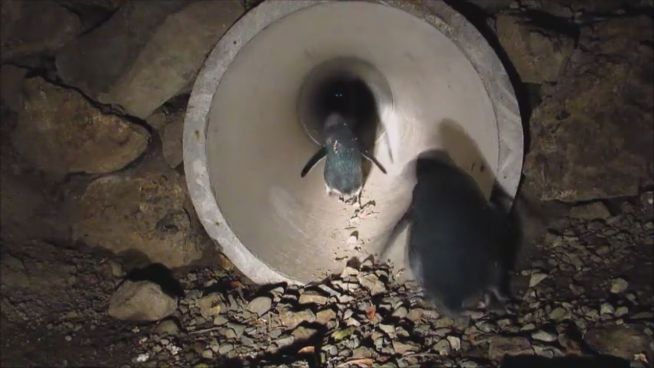 Sicher watscheln: Pinguine bekommen eigenen Tunnel