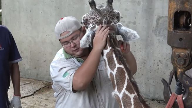 Tragisch: Uralt-Giraffe im Zoo von Taipeh gestorben