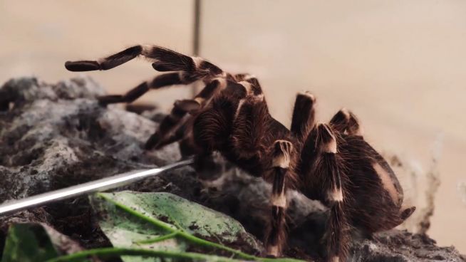 Stahl der Natur: Revolution der bionischen Spinnenseide
