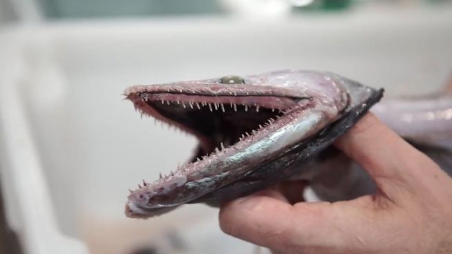 Tiefsee-Monster: Jäger mit messerscharfen Klapp-Zähnen