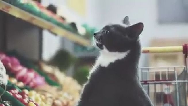 Schräge Supermarkt-Werbung: Katzen gehen einkaufen