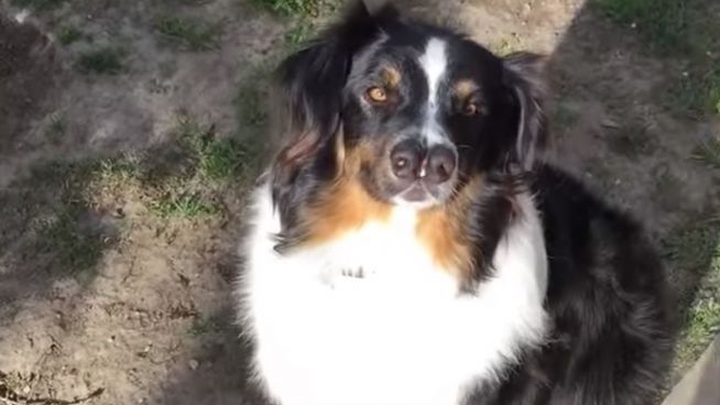 Doppelter Riecher: Dieser Hund hat zwei Nasen