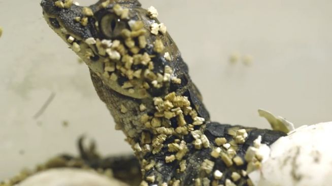Süßer Reptiliennachwuchs: Krokodilbabys geschlüpft