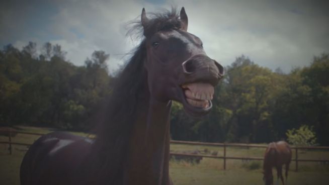 Einfach lustig: So werden Pferde für Werbung trainiert
