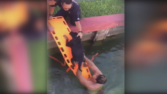Aus dem Hafenbecken geholt: Firefighter rettet Hund
