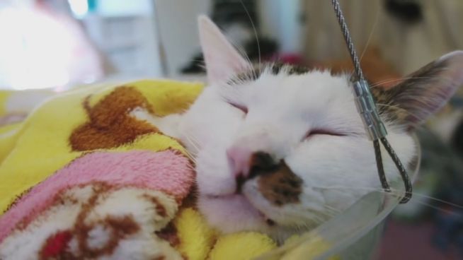 Must-have für Katzenfans: Die durchsichtige Hängematte