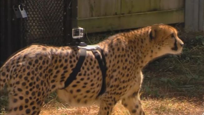 Gepard mit GoPro: 100 km/h in der Ego-Perspektive