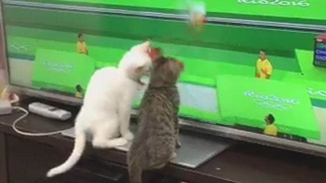 Tierisches Olympia: Katzen gucken Trampolinspringen