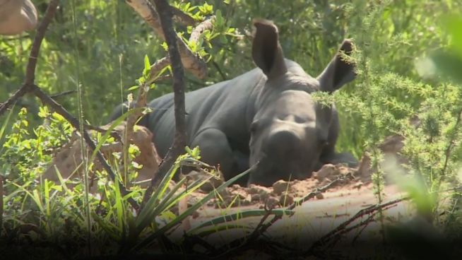 Nashorn-Geburt: Die Suche nach dem Riesenbaby