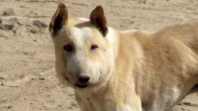 Gerettet: Straßenhund von riesigem Abszess befreit