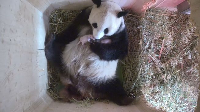 Panda-Glück in Wien: Überraschungs-Zwilling geboren