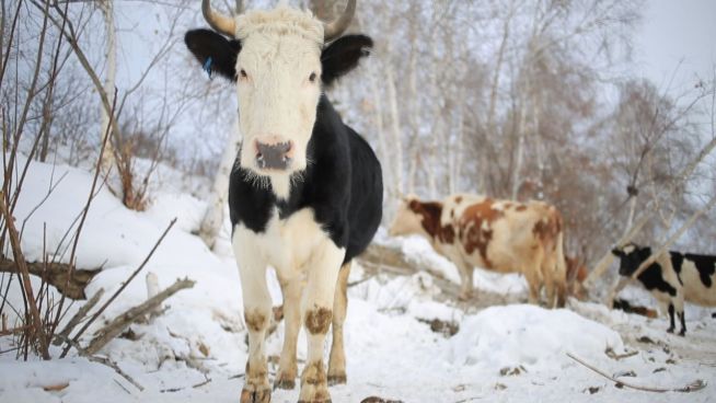 Sibirischer Sauerrahm: Kalte Kühe geben dicke Milch